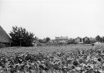 847929 Gezicht op een veld met tabaksplanten bij Elst (gemeente Rhenen).